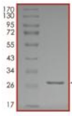 SDS-PAGE (UBE2K-649H).jpg